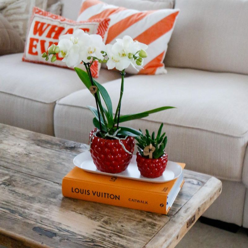 Plantenset in Berry rood