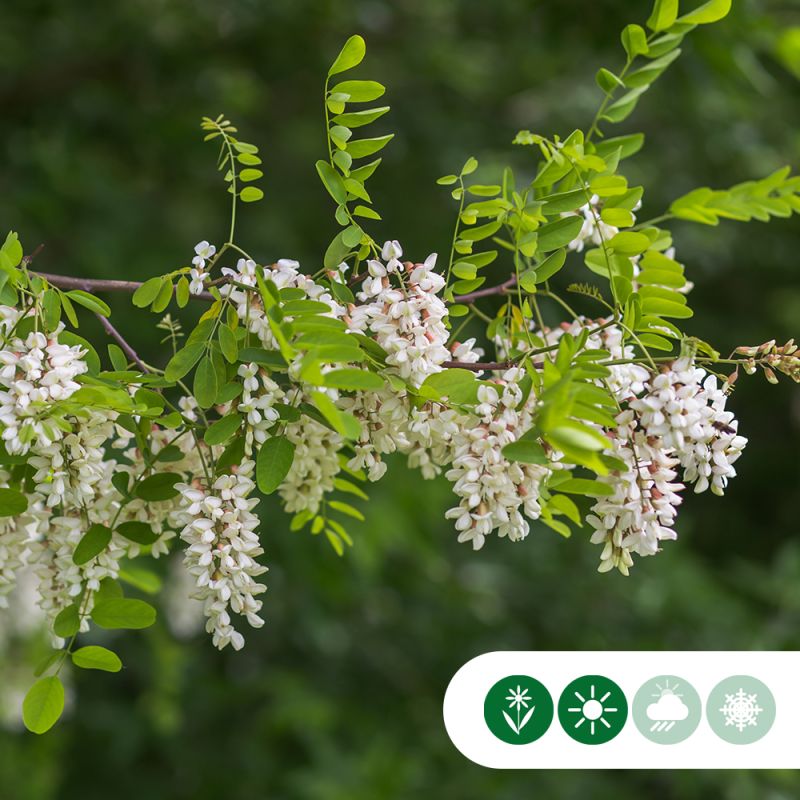 Robinia Bessoniana