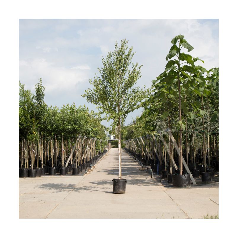 Betula Fascination