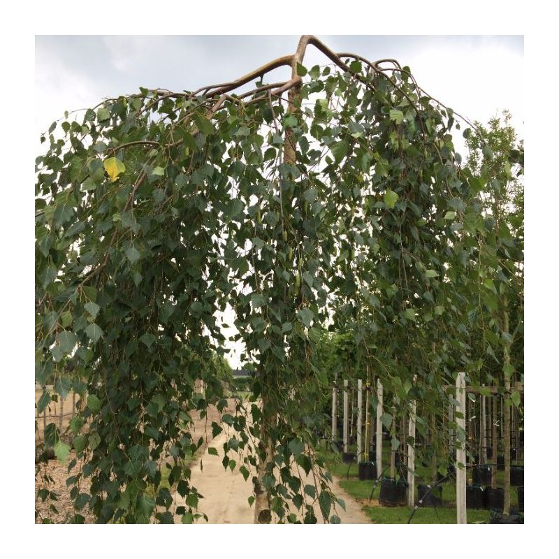 Betula Youngii