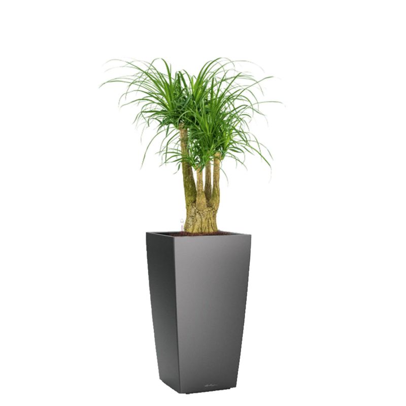 Beaucarnea in watergevende Cubico antraciet