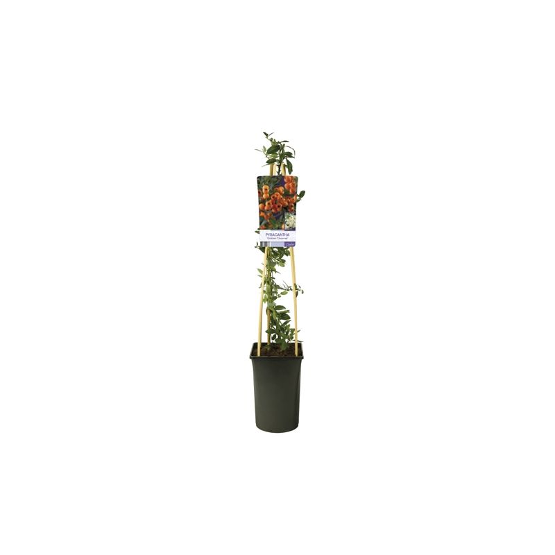 Pyracantha Golden Charmer