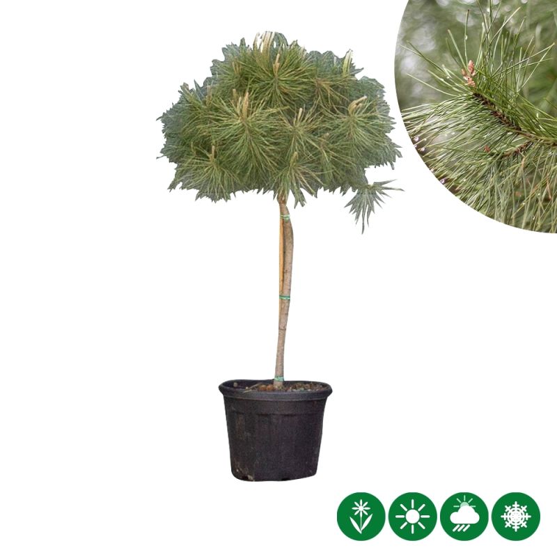 Pinus pinea