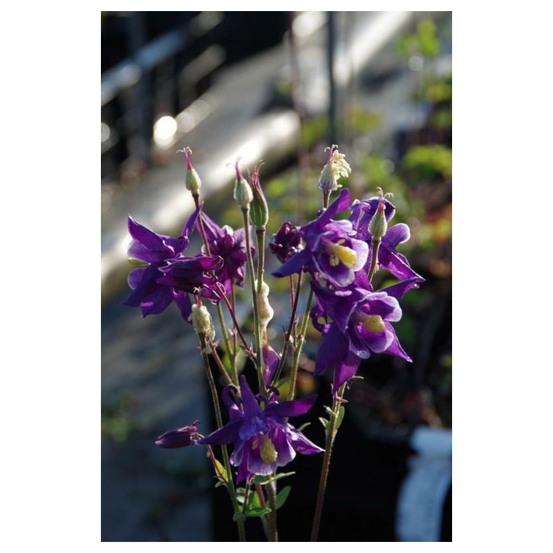Aquilegia Biedermeier