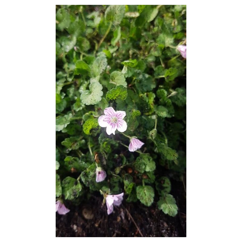 Erodium Bishop's Form 