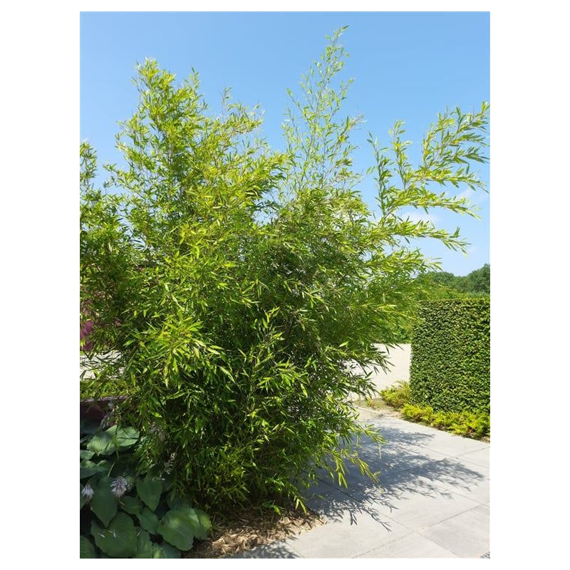 Phyllostachys bissetii 
