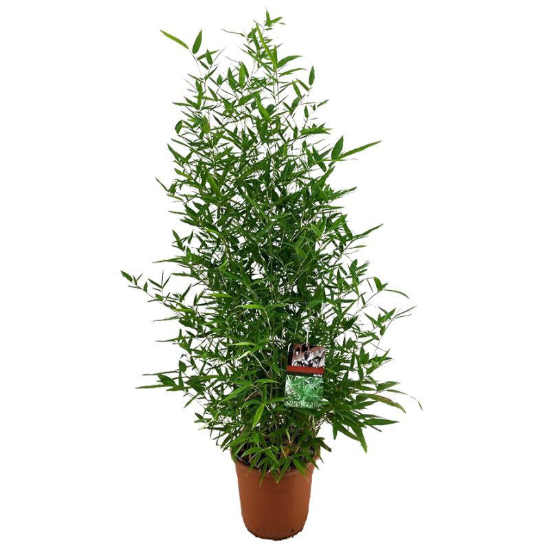 Phyllostachys bissetii 