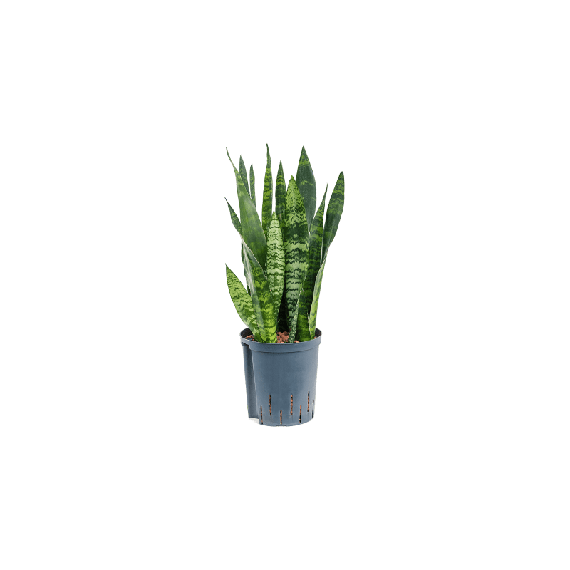 Sansevieria Black Coral