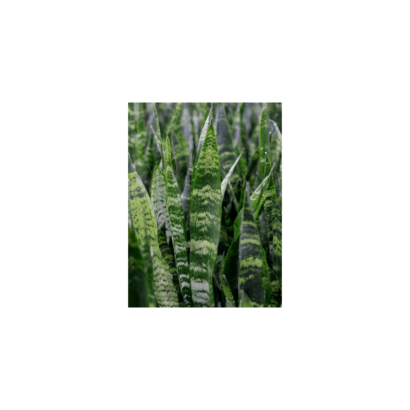 Sansevieria Black Coral