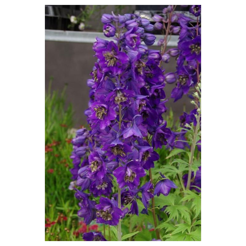 Delphinium Black Knight