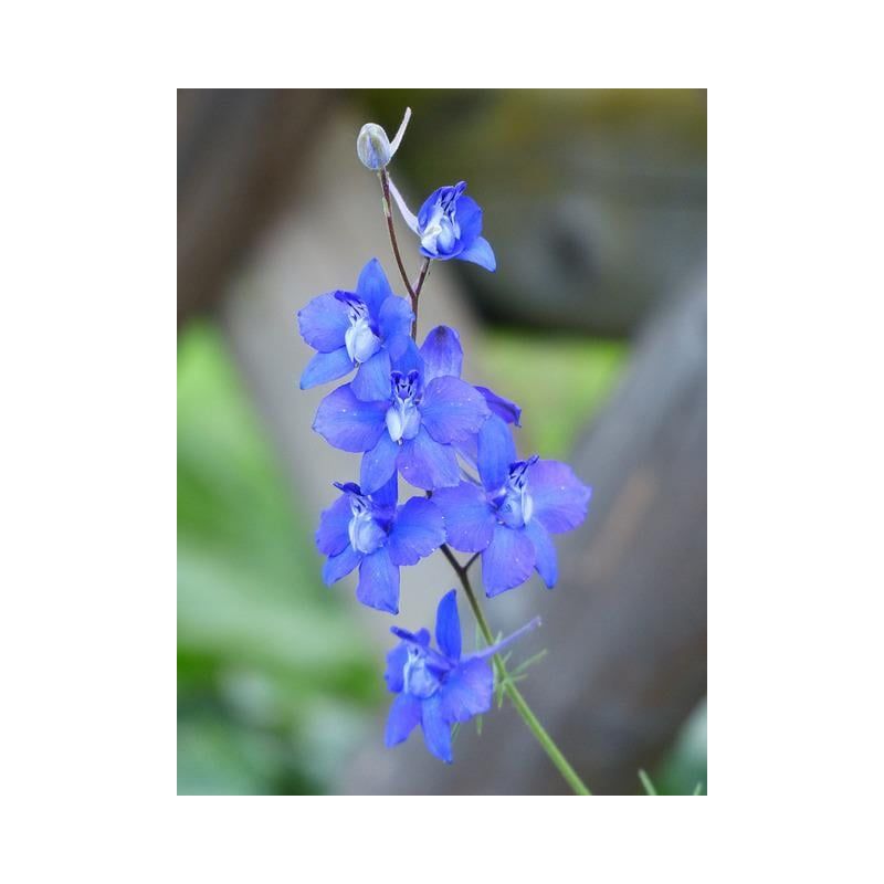 Delphinium Blauer Zwerg 