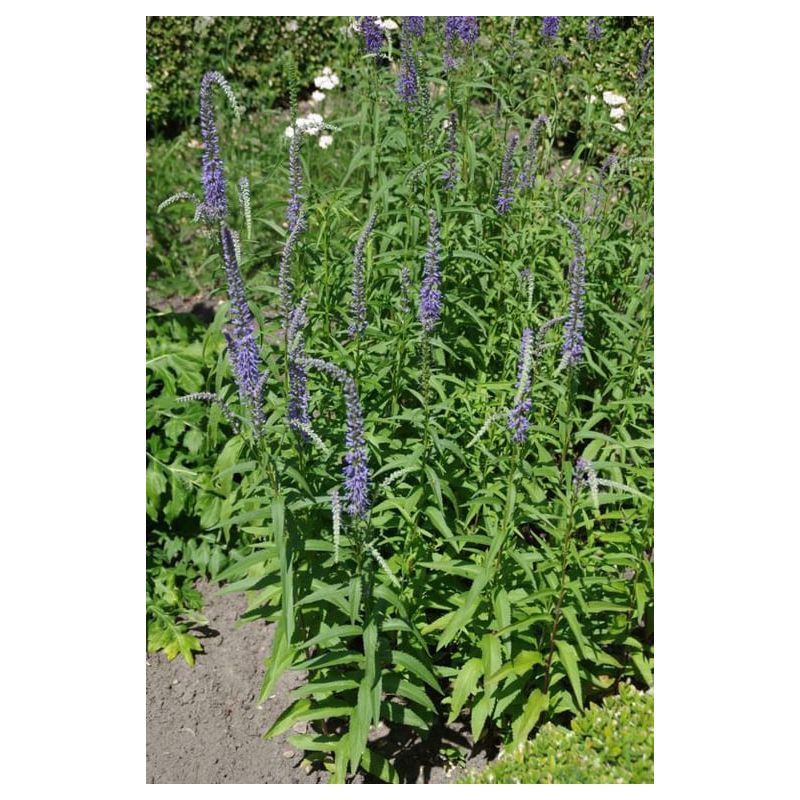 Veronica Blauriesin