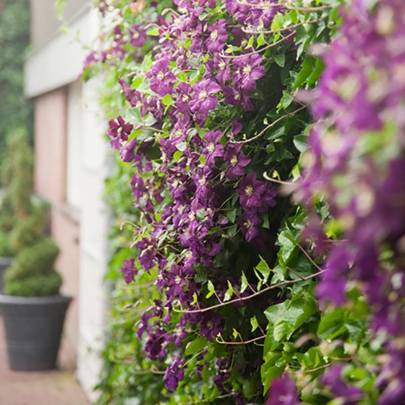 1 meter privacy met Clematis Warszawska Nike