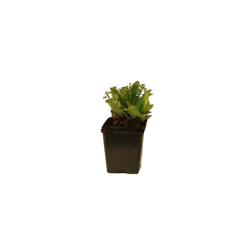 Blechnum spicant 