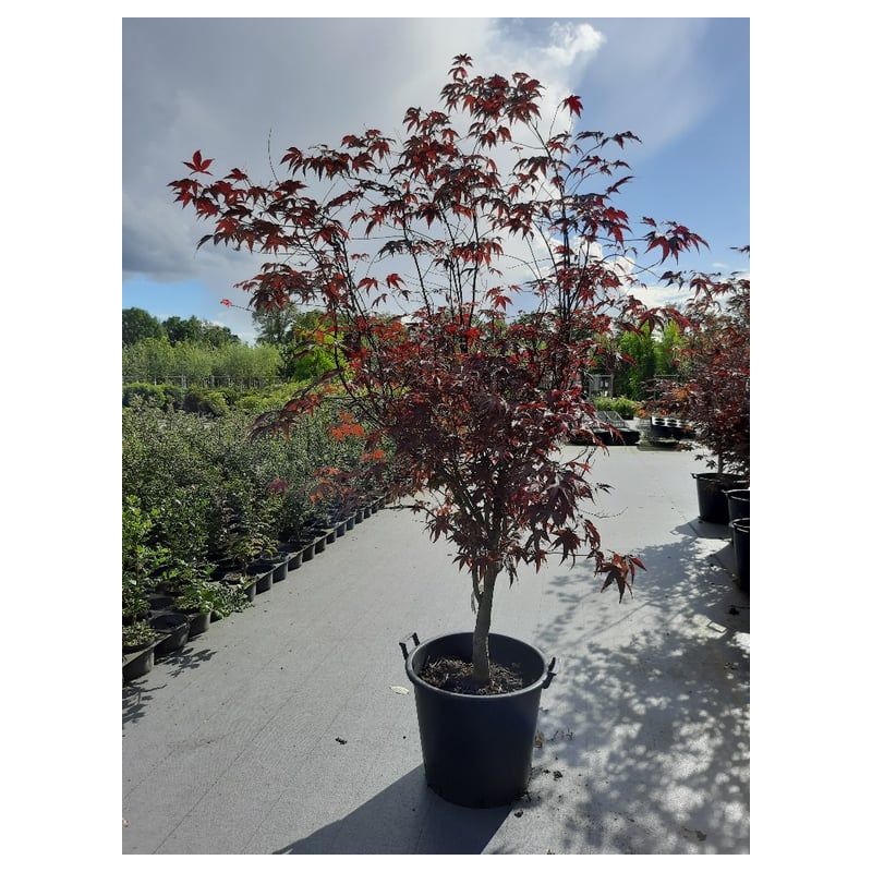 Acer Bloodgood