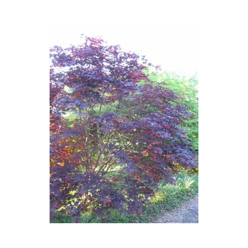 Acer Bloodgood