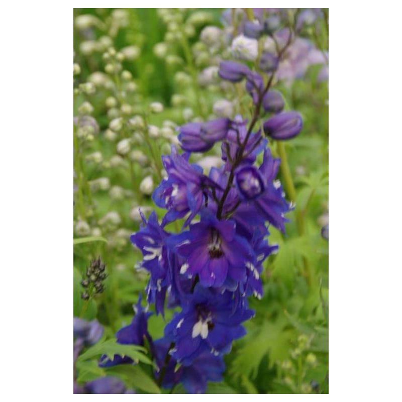 Delphinium Blue Bird 