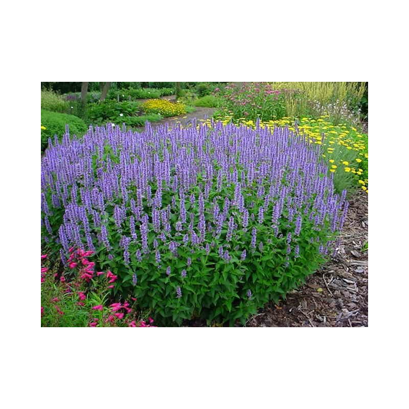 Agastache Blue Fortune