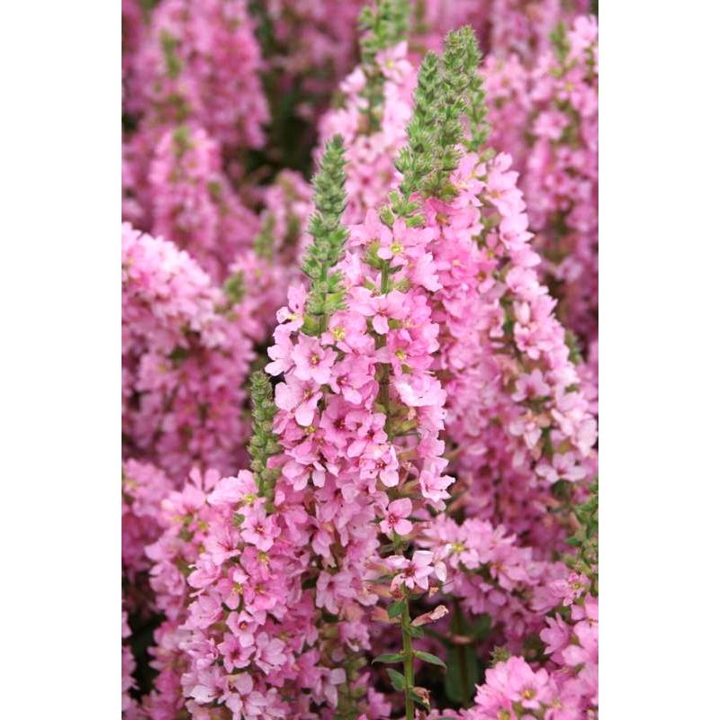 Lythrum Blush