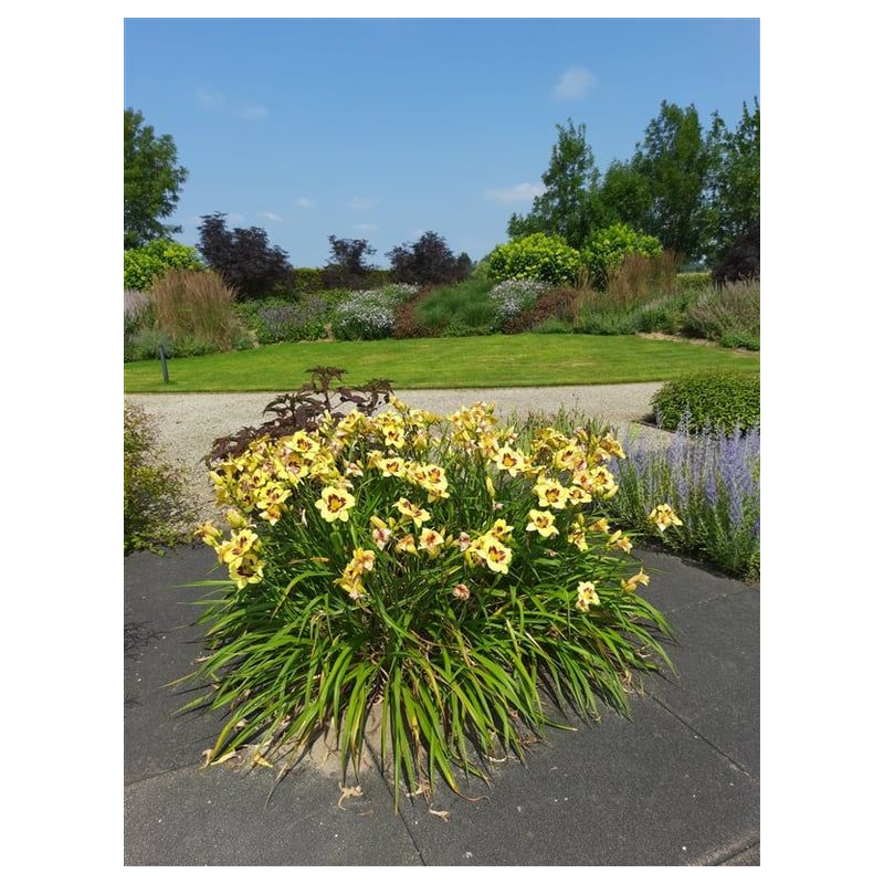 Hemerocallis Bonanza 