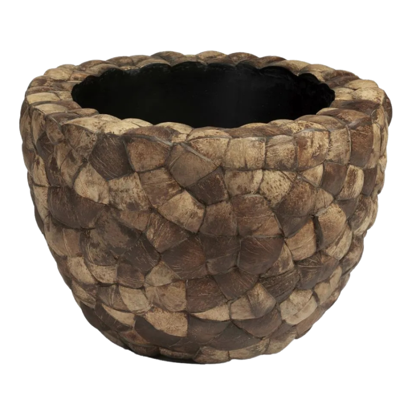 Bosco Couple Coconut