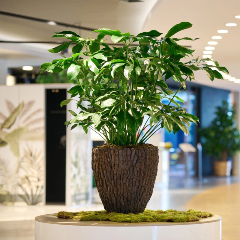 Bosco Pot Bark