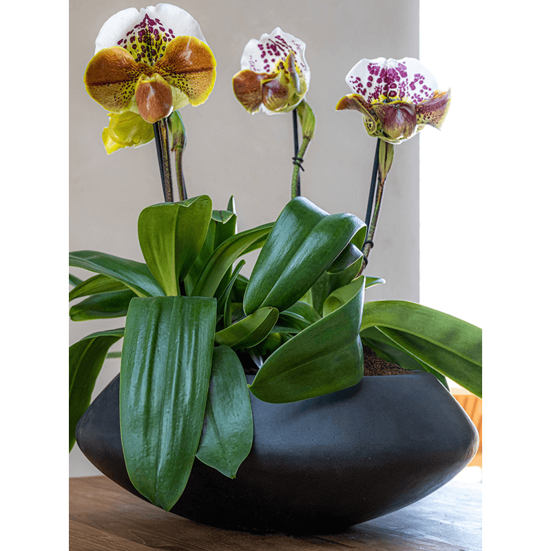 Fiberstone Tara Bowl Zwart