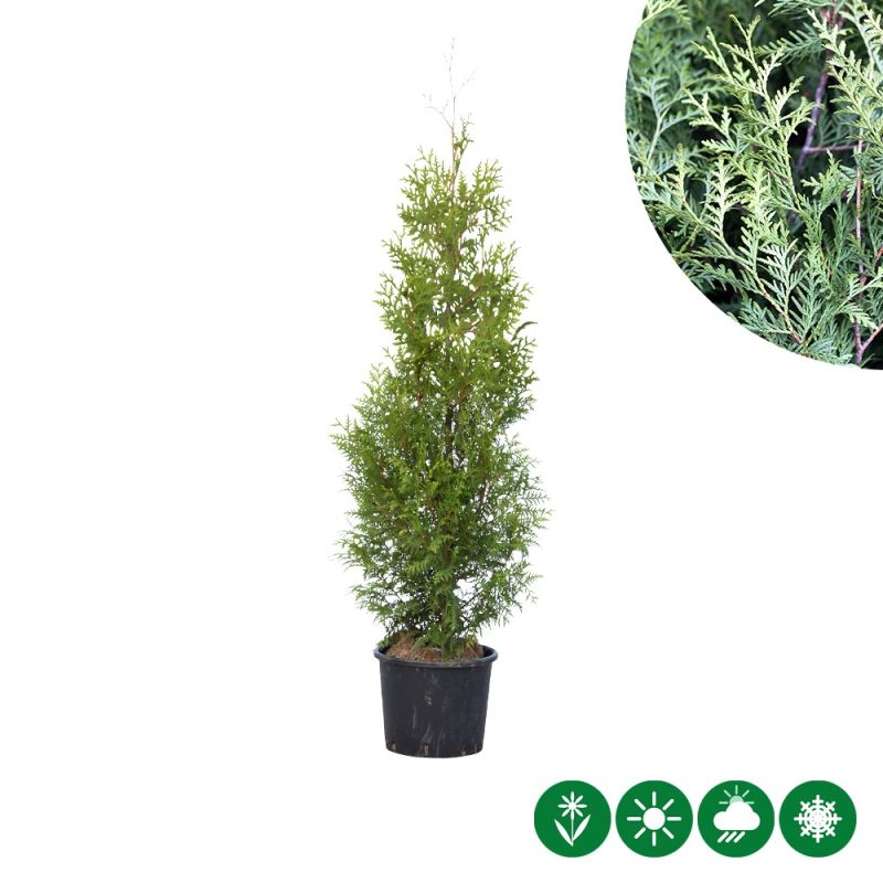 Thuja Brabant - haag