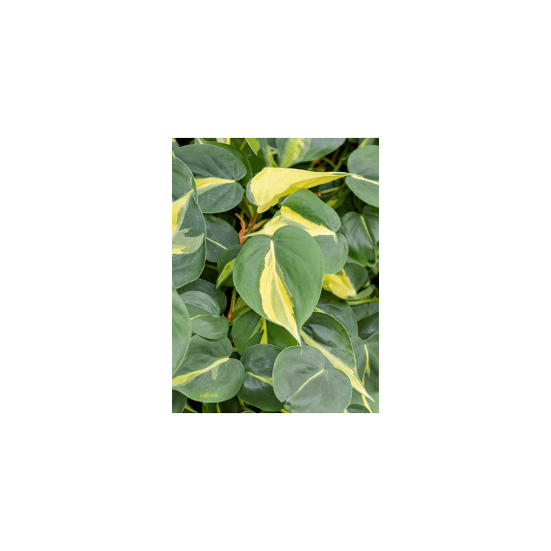 Philodendron Grand Brasil
