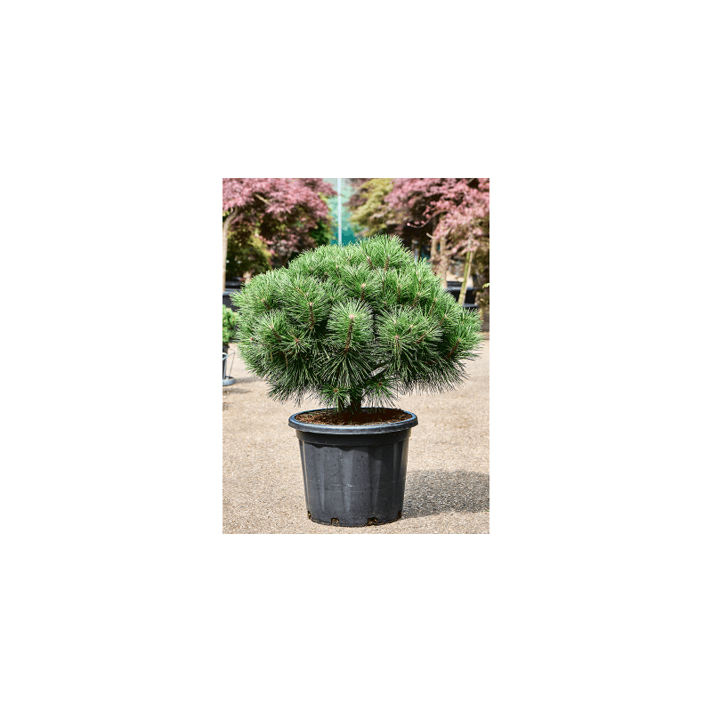 Pinus Brepo op stam