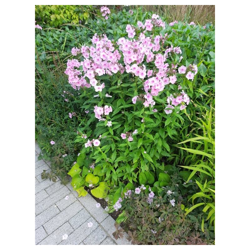 Phlox Bright Eyes