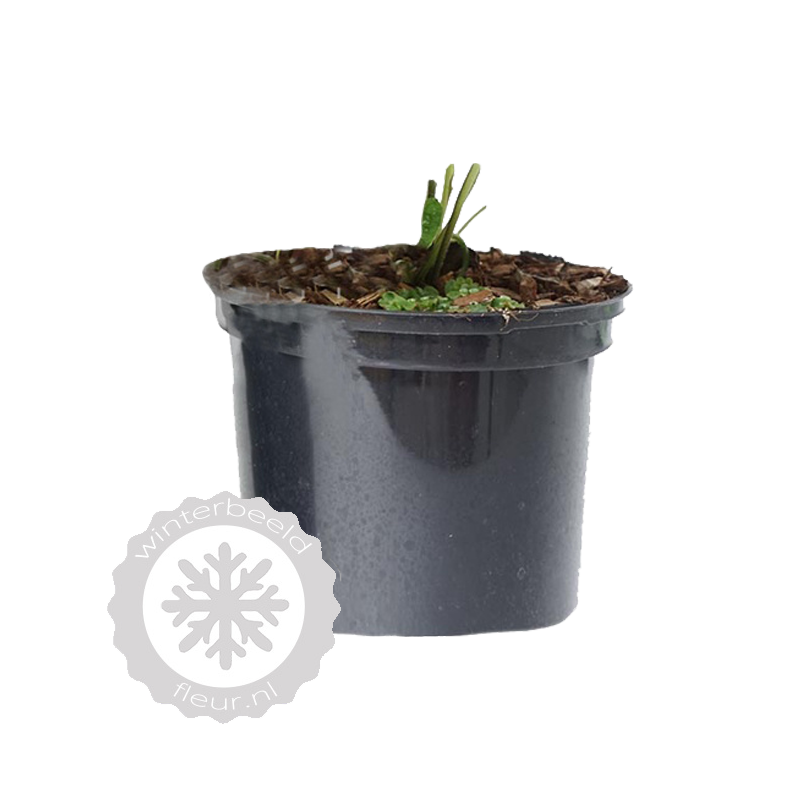 Brunnera Sea Heart - biologisch