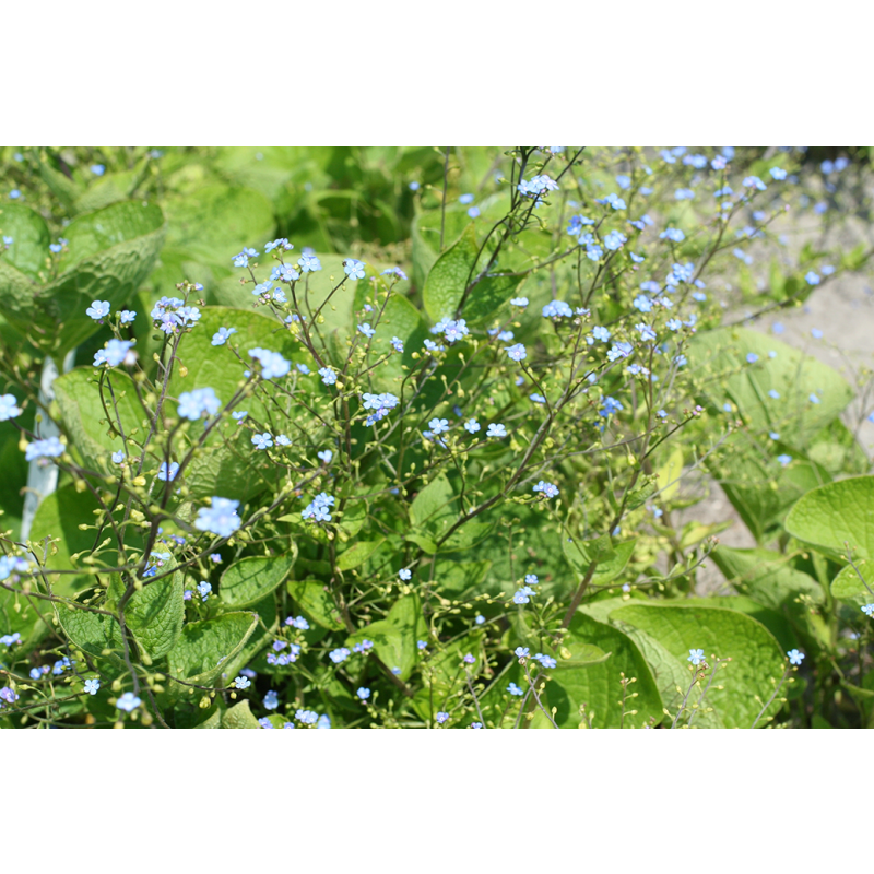 Brunnera macrophylla - biologisch