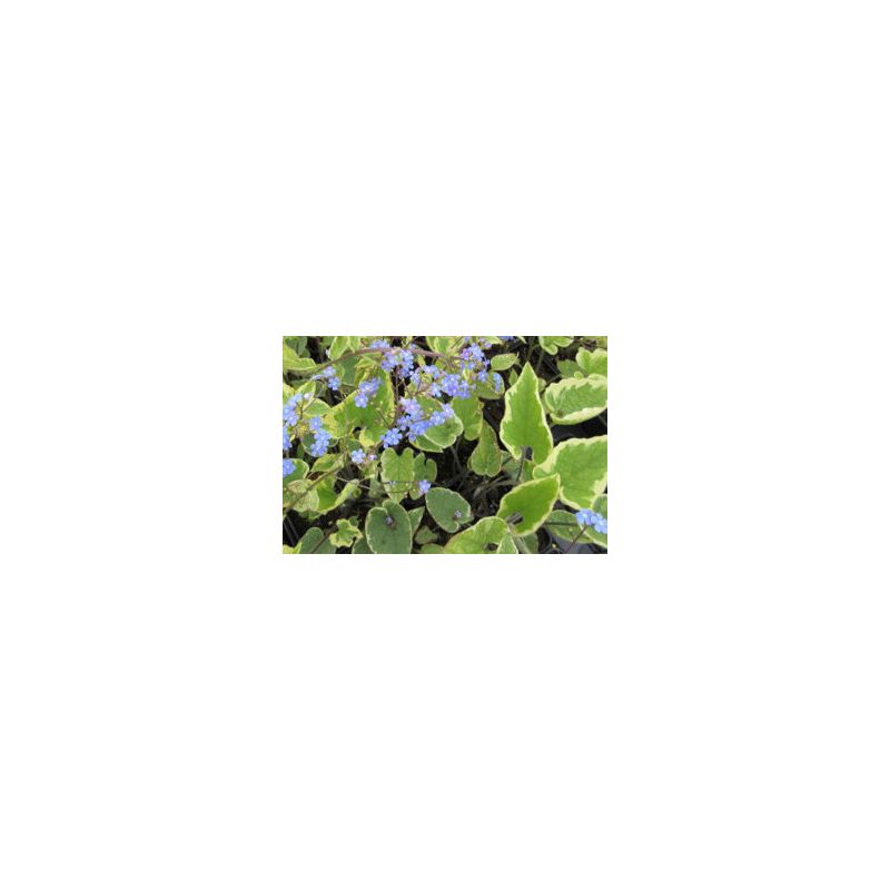 Brunnera Hadspen Cream