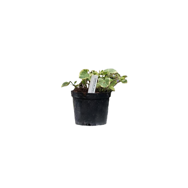 Brunnera Hadspen Cream