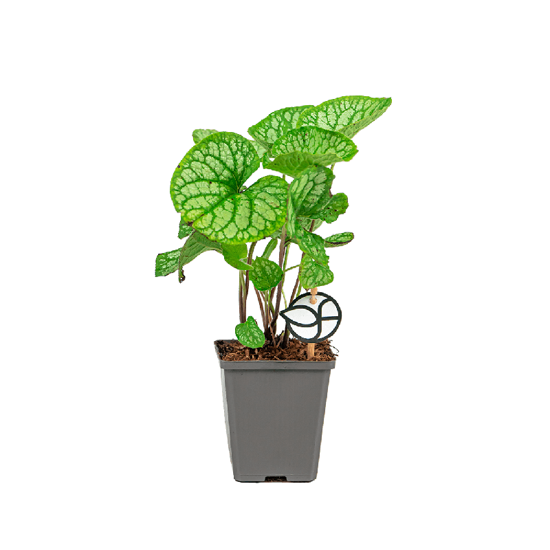 Brunnera Jack Frost - biologisch