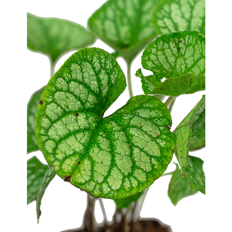 Brunnera Jack Frost 