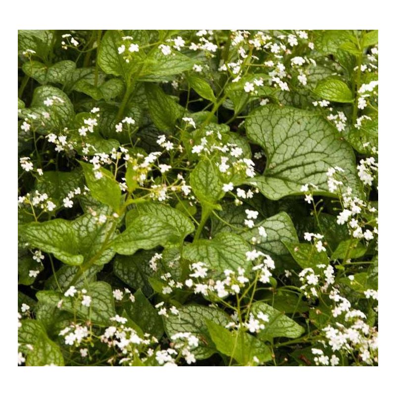 Brunnera Mr. Morse 