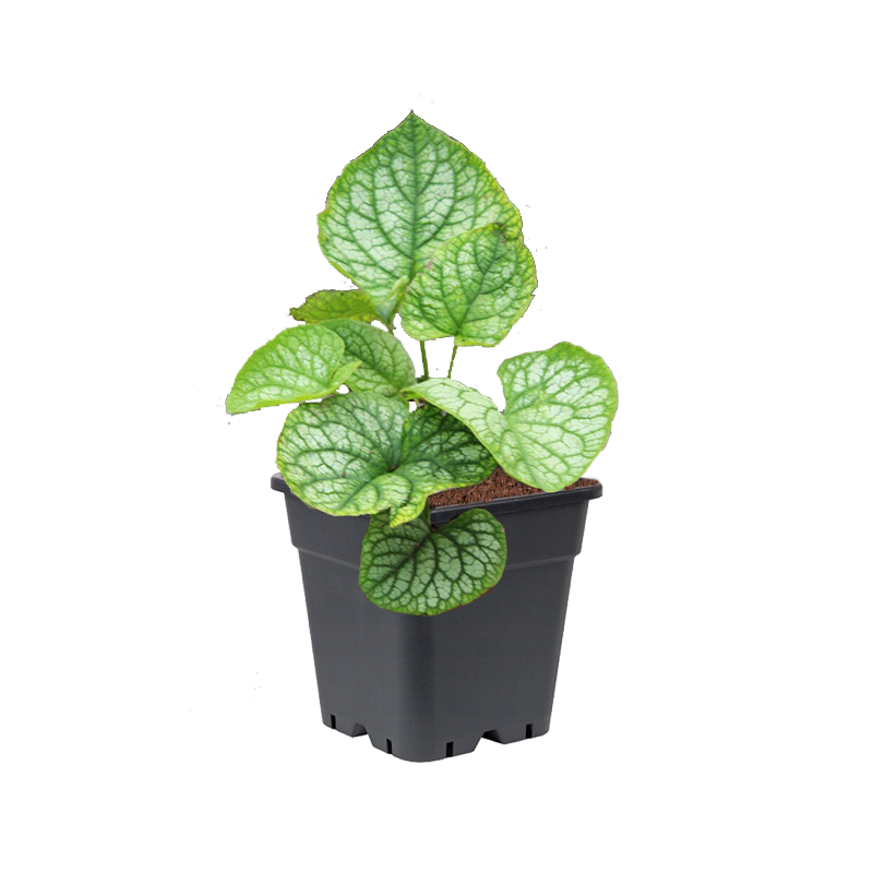 Brunnera Mr. Morse 