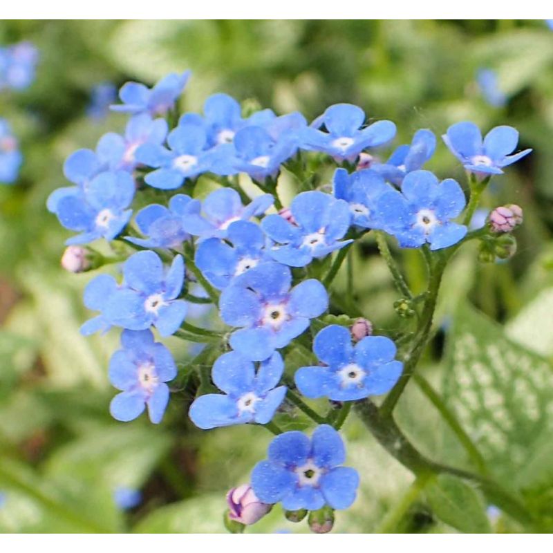 Brunnera Sea Heart - biologisch