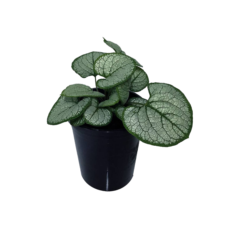 Brunnera Sea Heart - biologisch