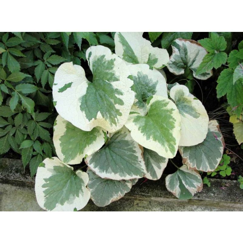 Brunnera Variegata 