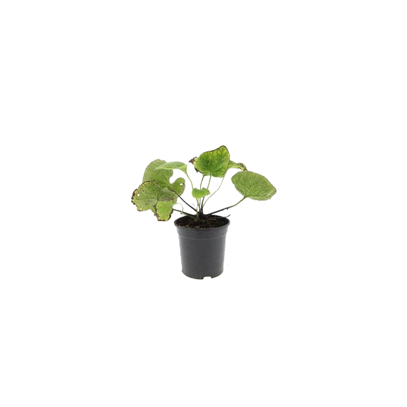 Brunnera macrophylla - biologisch