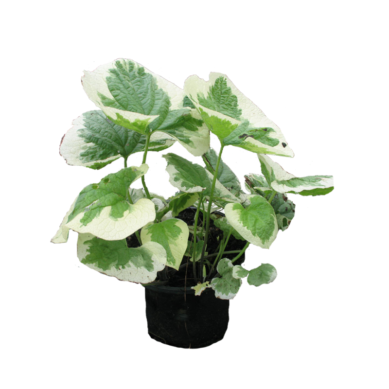 Brunnera Variegata 