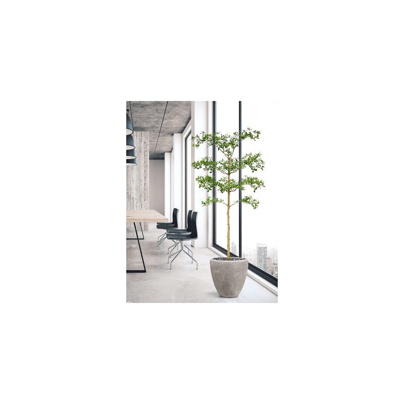 Bucida buceras - kunstplant