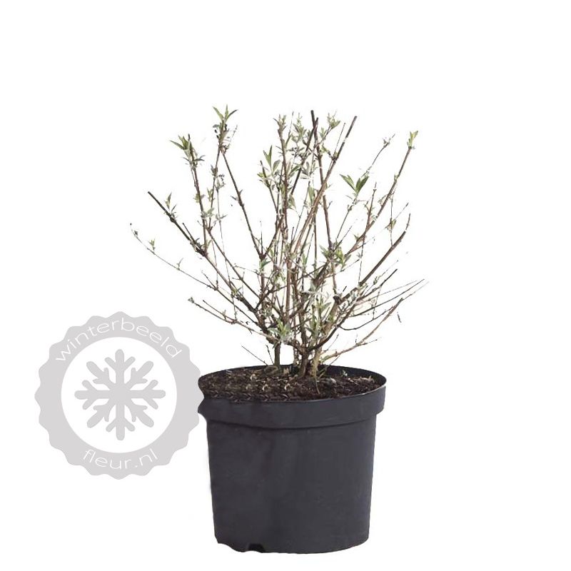 Buddleja Blue Chip