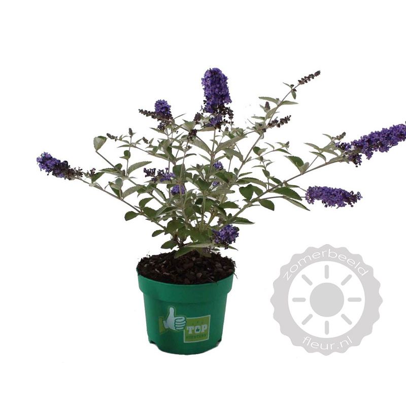 Buddleja Blue Heaven