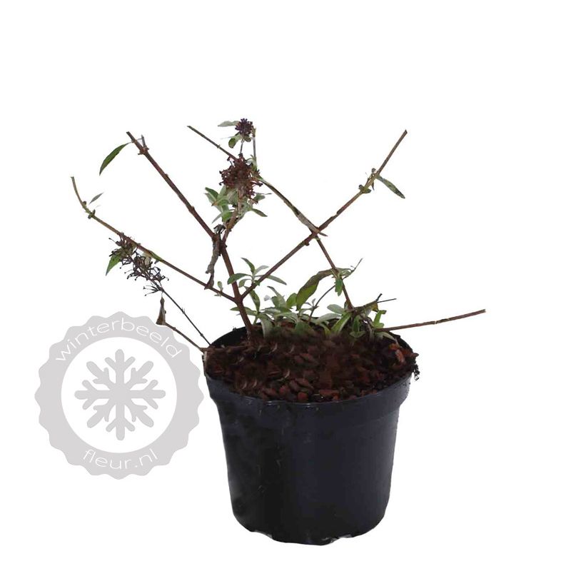 Buddleja Snow White