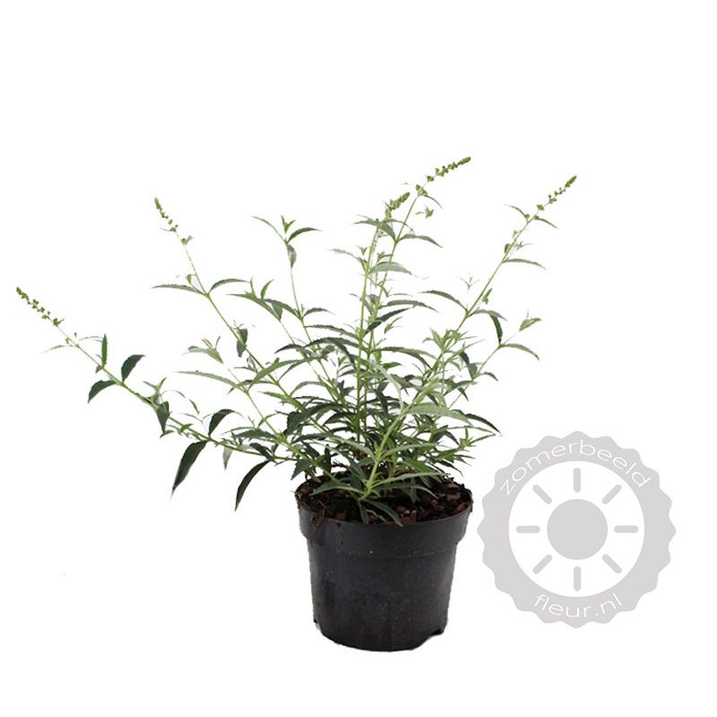 Buddleja Snow White