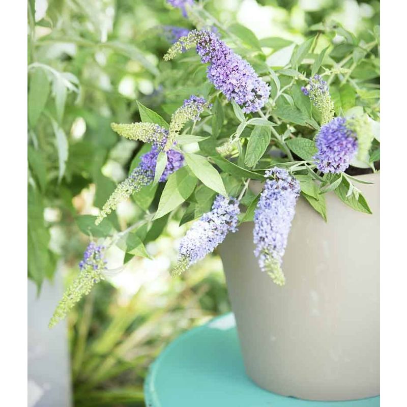 Buddleja Lochinch